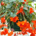 illuminationbegonia