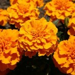 orangemarigolds