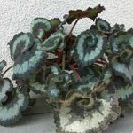 rexbegonias