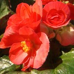 riegerbegonias