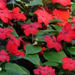 shadeimpatiens