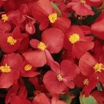 begonias