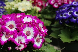 greenhouses spring flowers