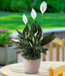 Peace-Lily-6
