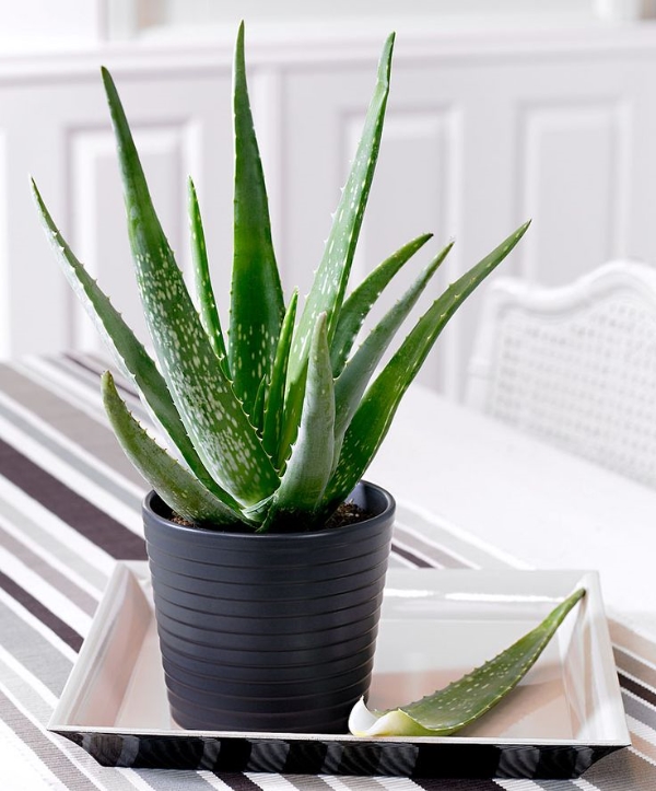 can-aloe-vera-be-grown-indoors