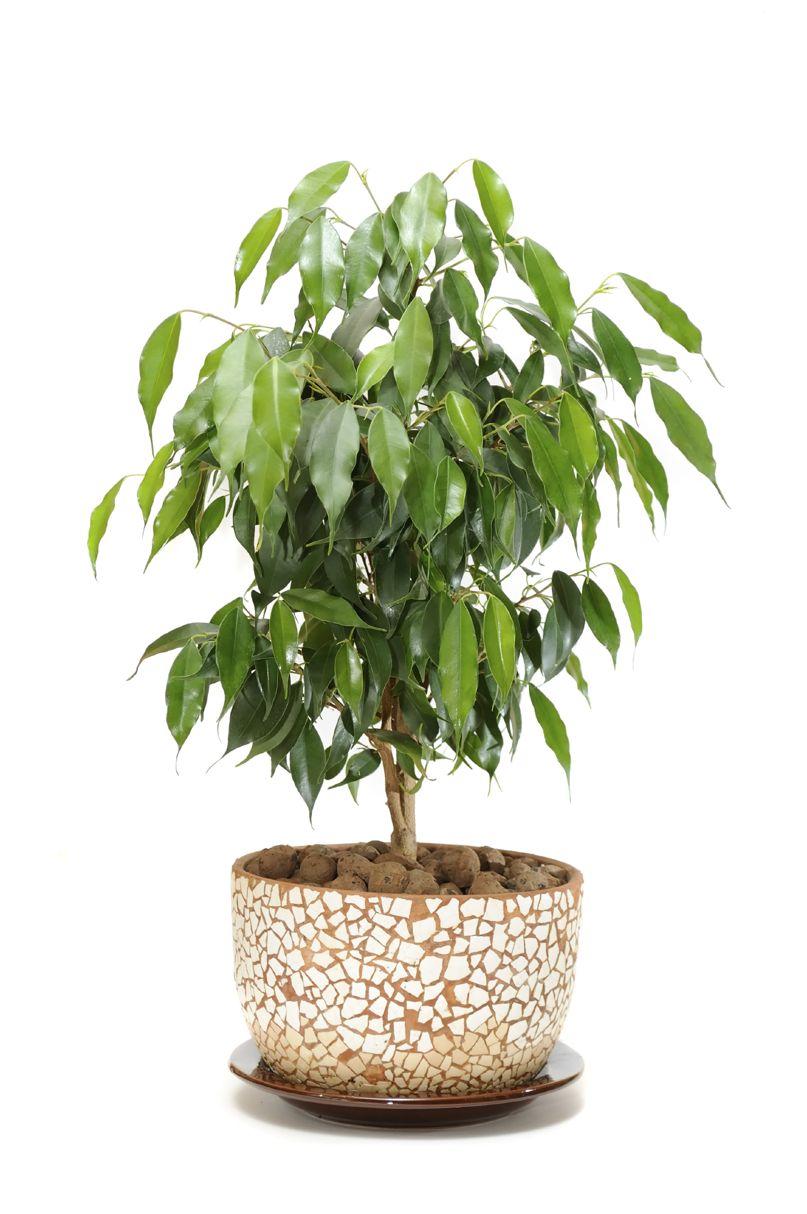 ficus1