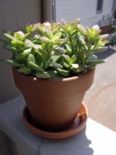 jade-plants1-400x533