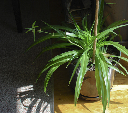 spider plant