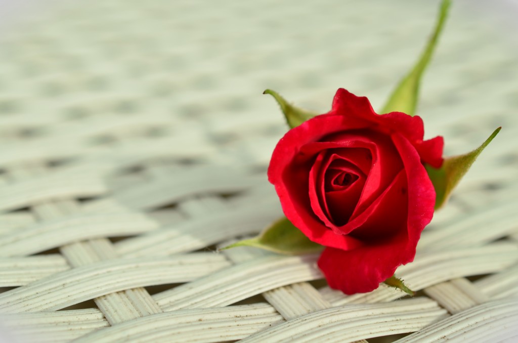 rose-red-rose-romantic-rose-bloom