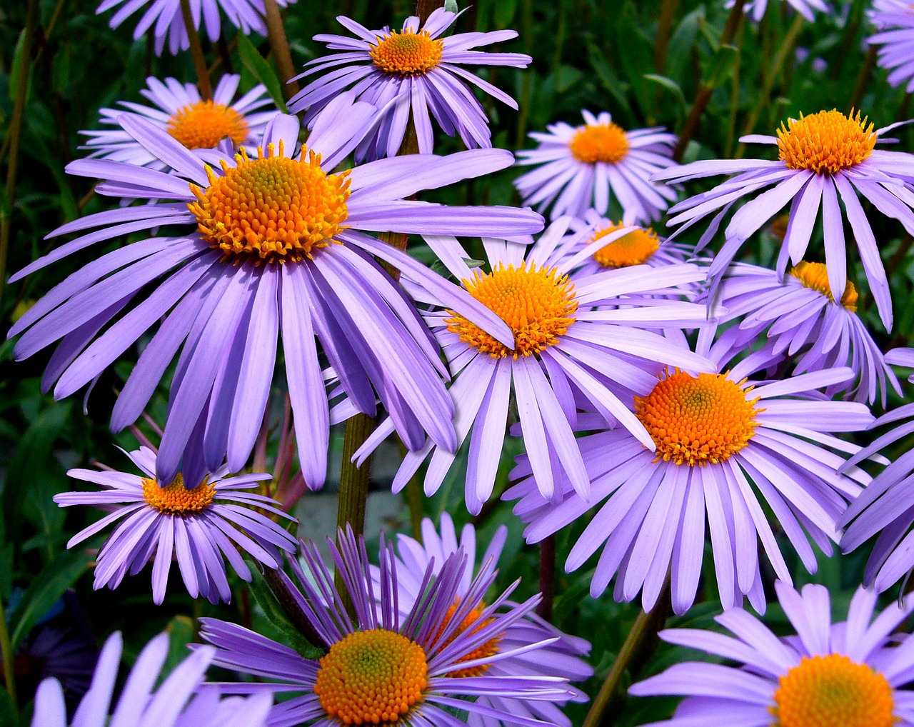 aster-tongolensis-57764_1280