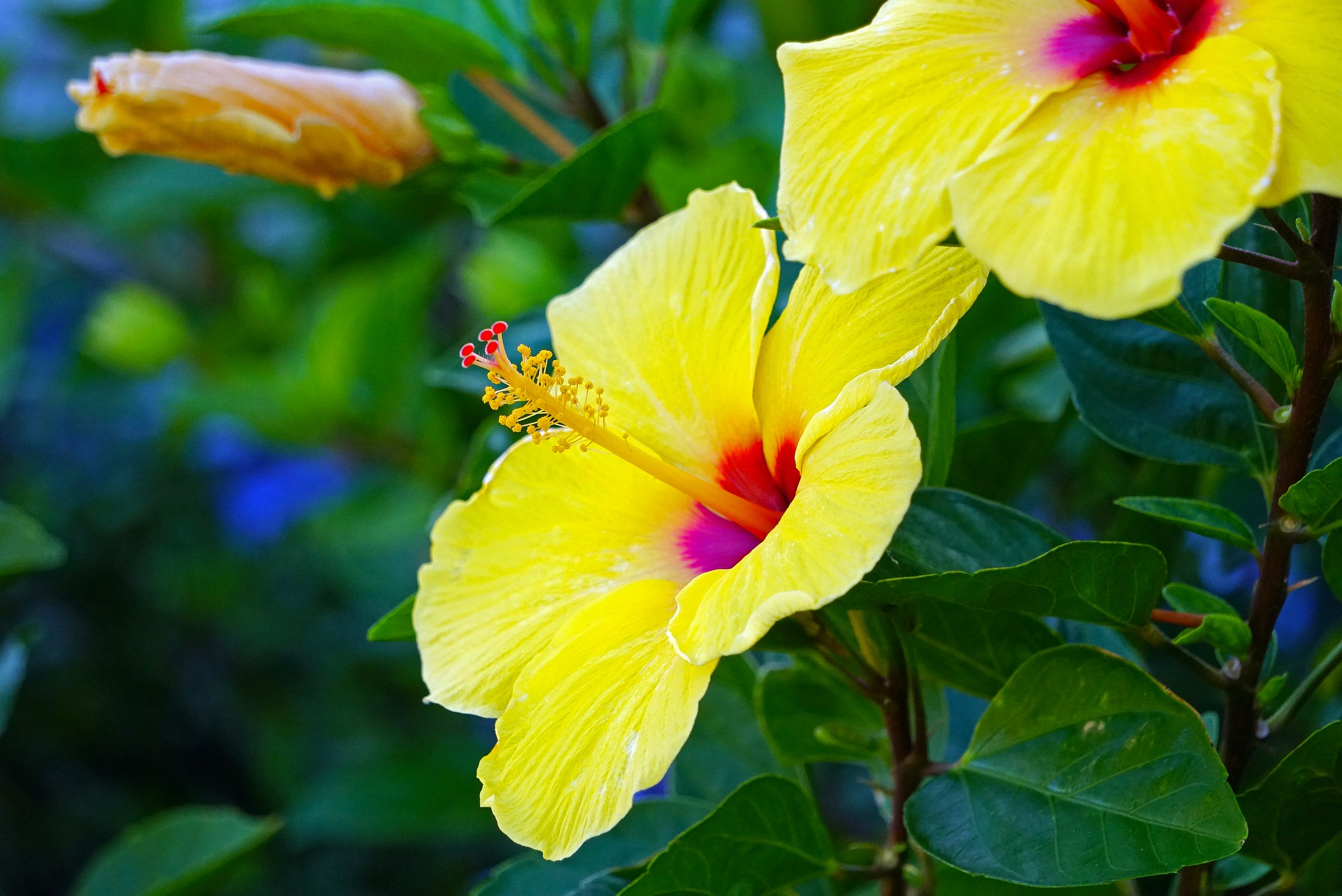 hibiscus-2313752_1920