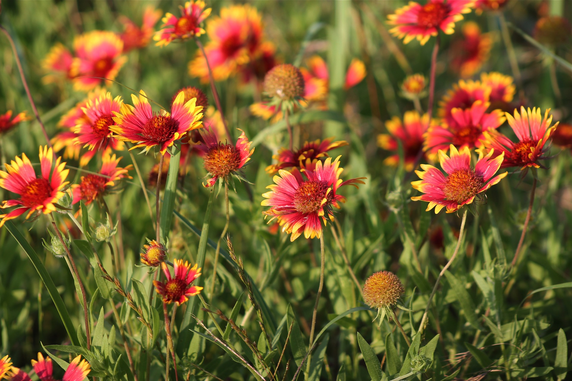 indian-blanket-2145115_1920