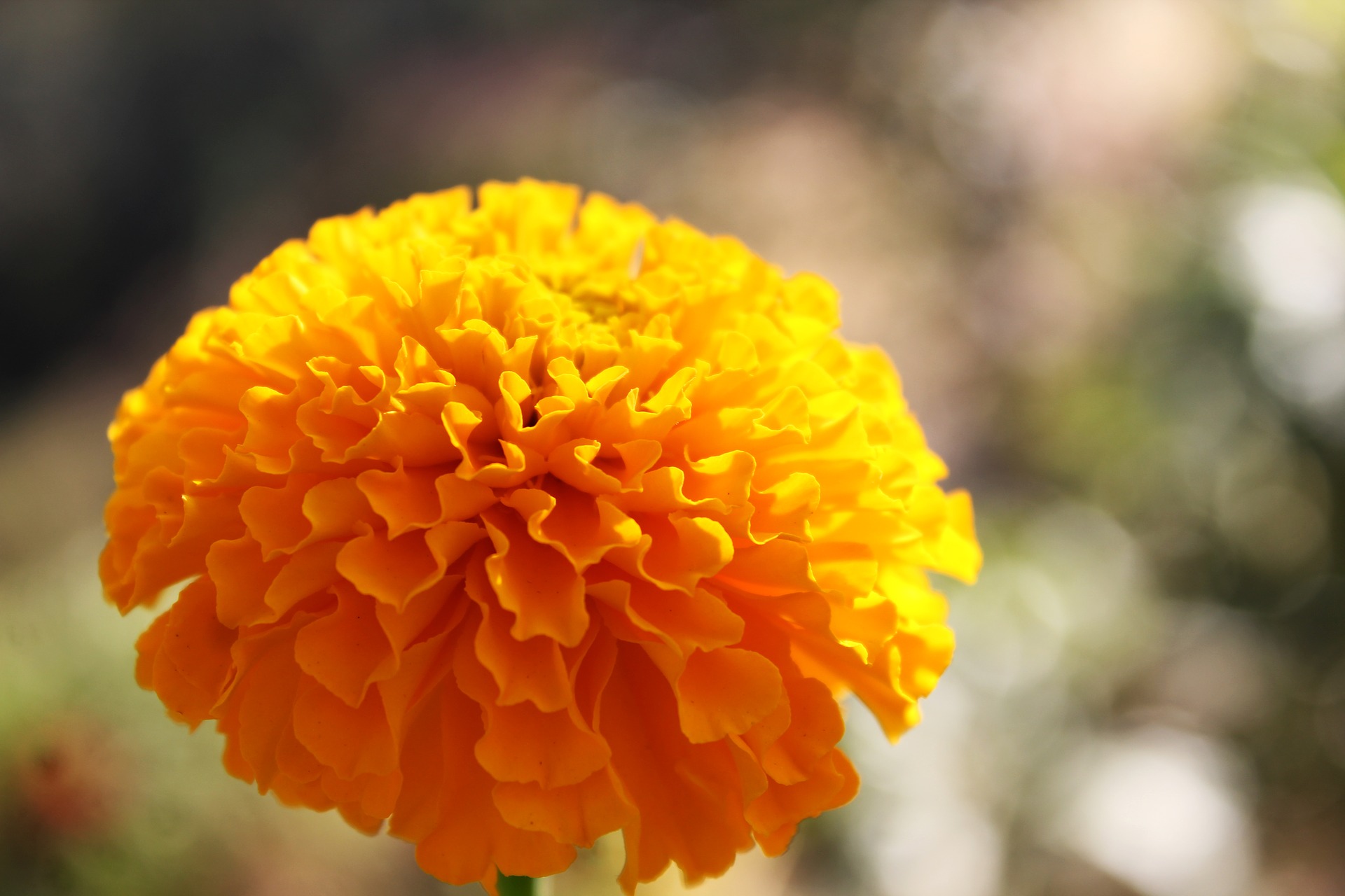 marigold-1935782_1920