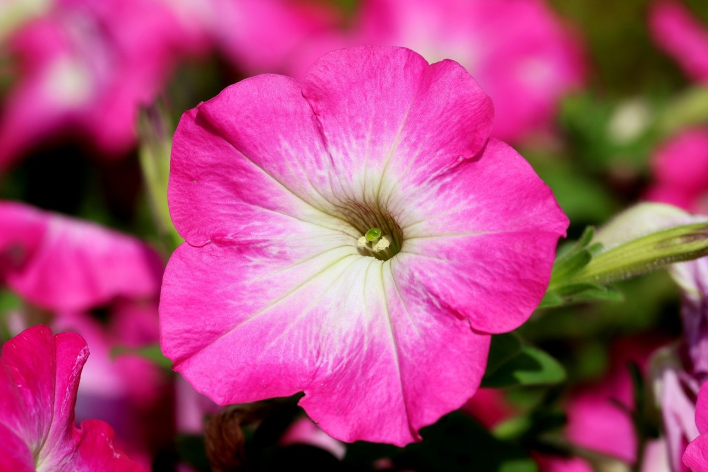 petunias