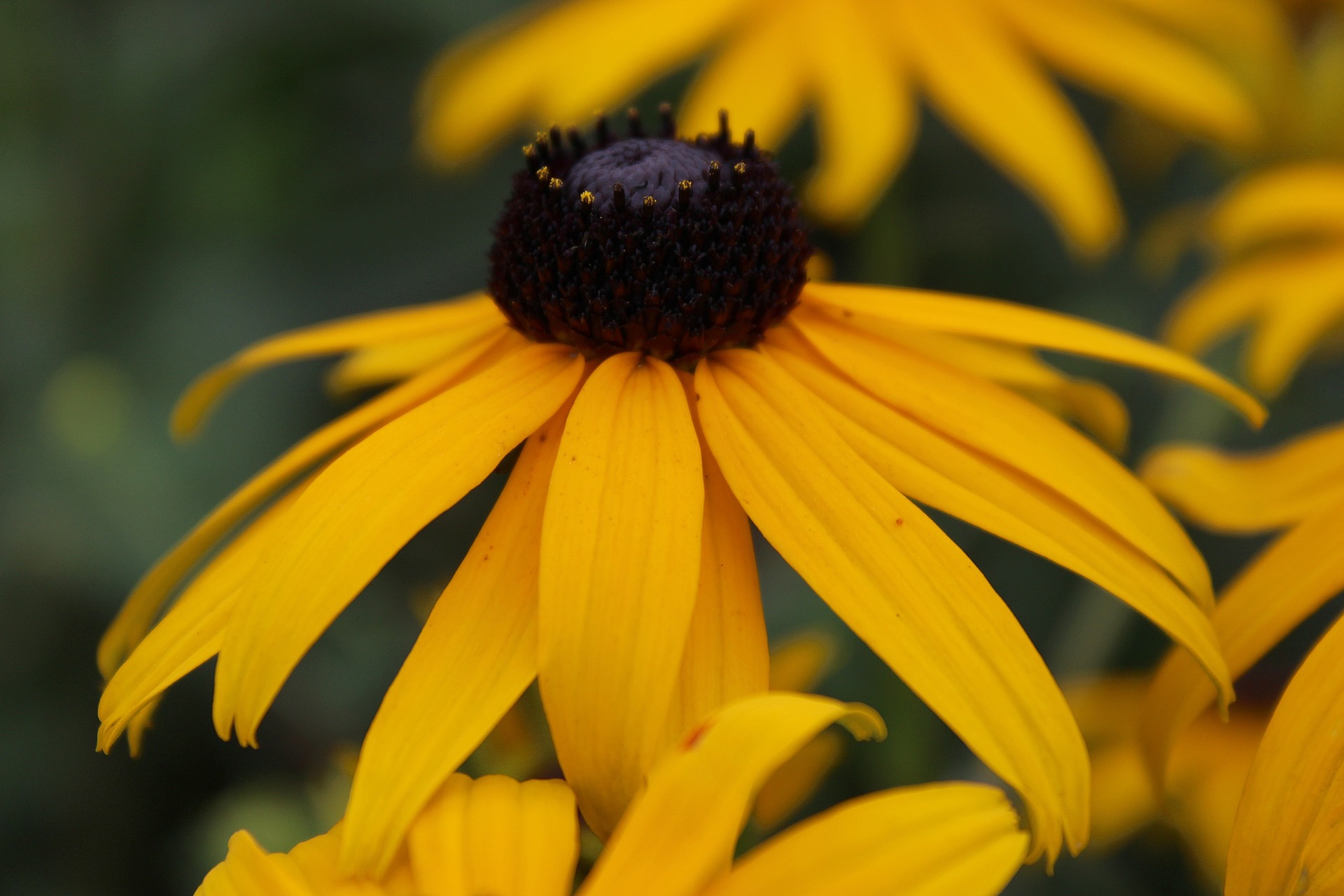 End of Summer Gardening