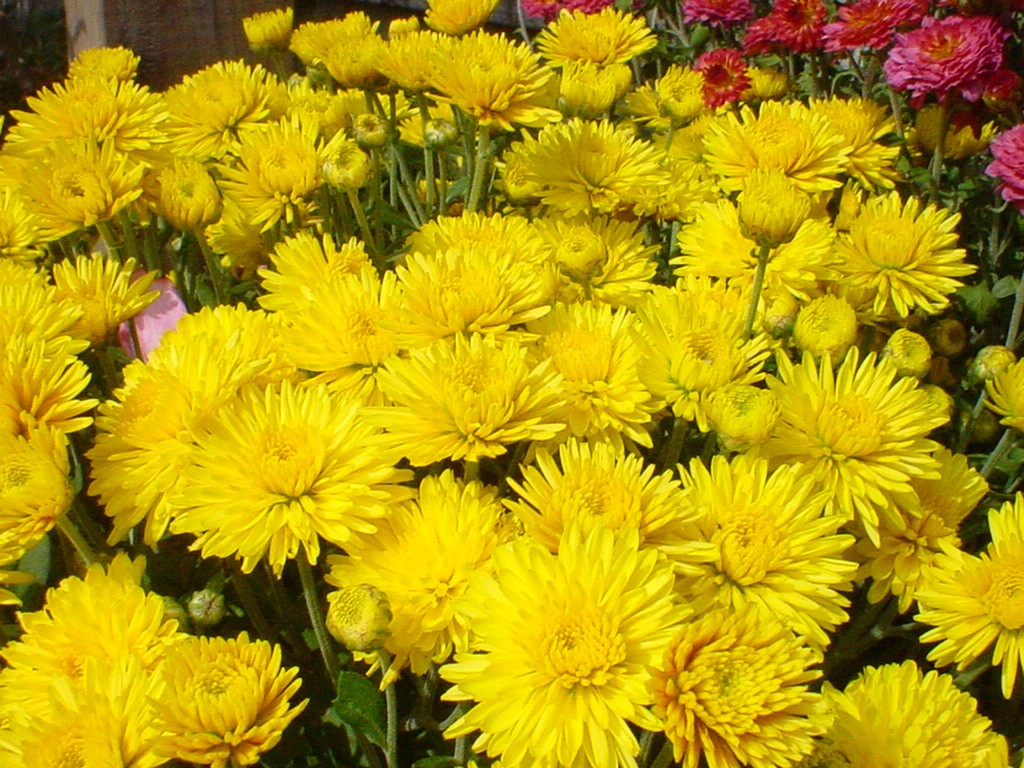 yellowmums