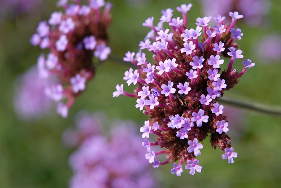 verbena