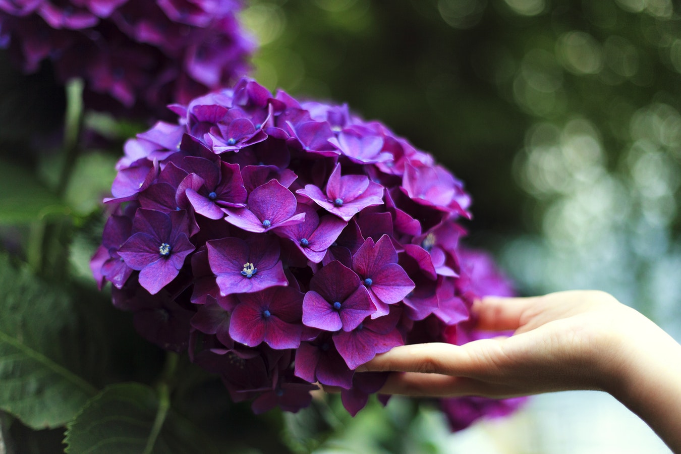 Flowers for Allergy Sufferers