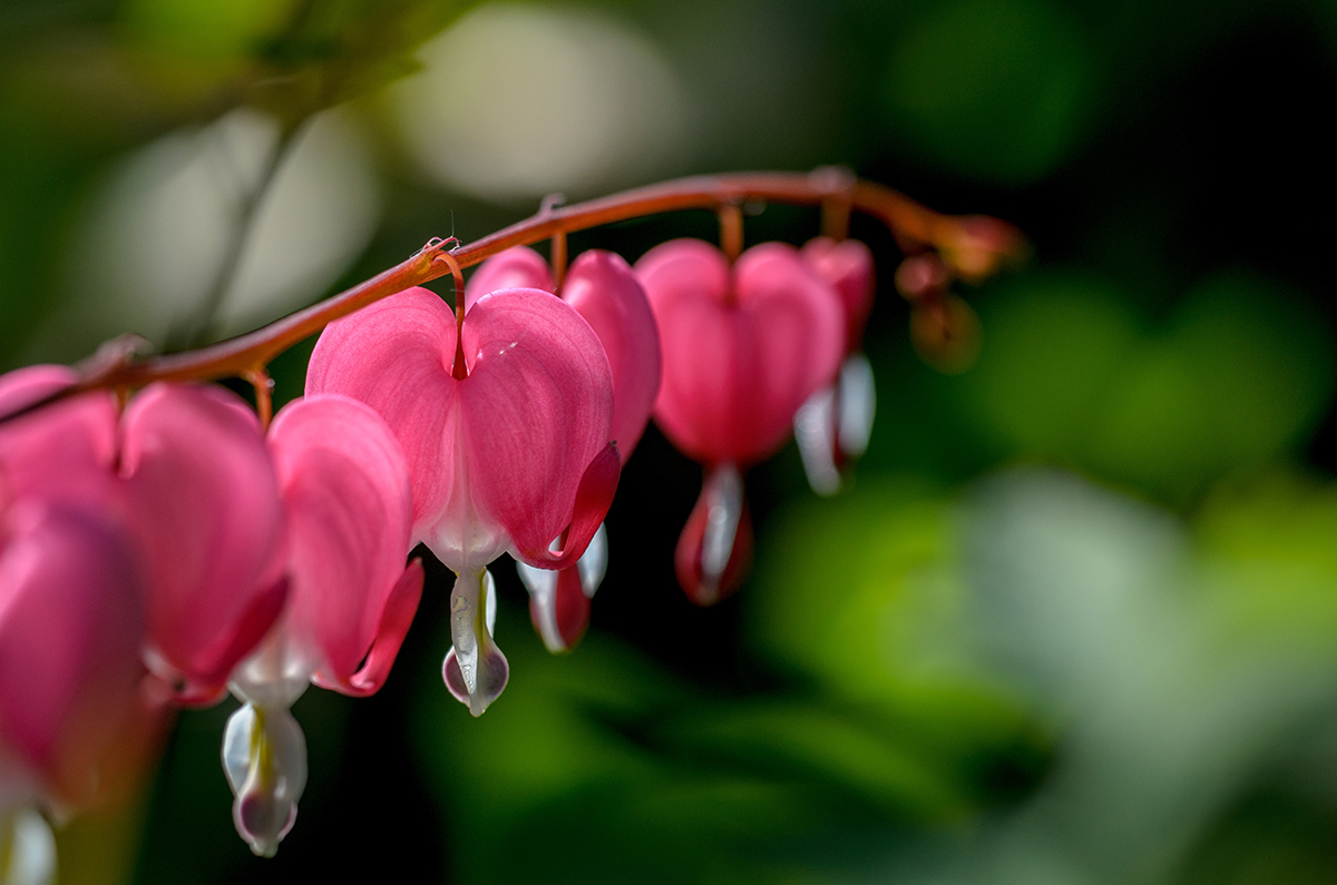 Flowers That Grow In The Shade