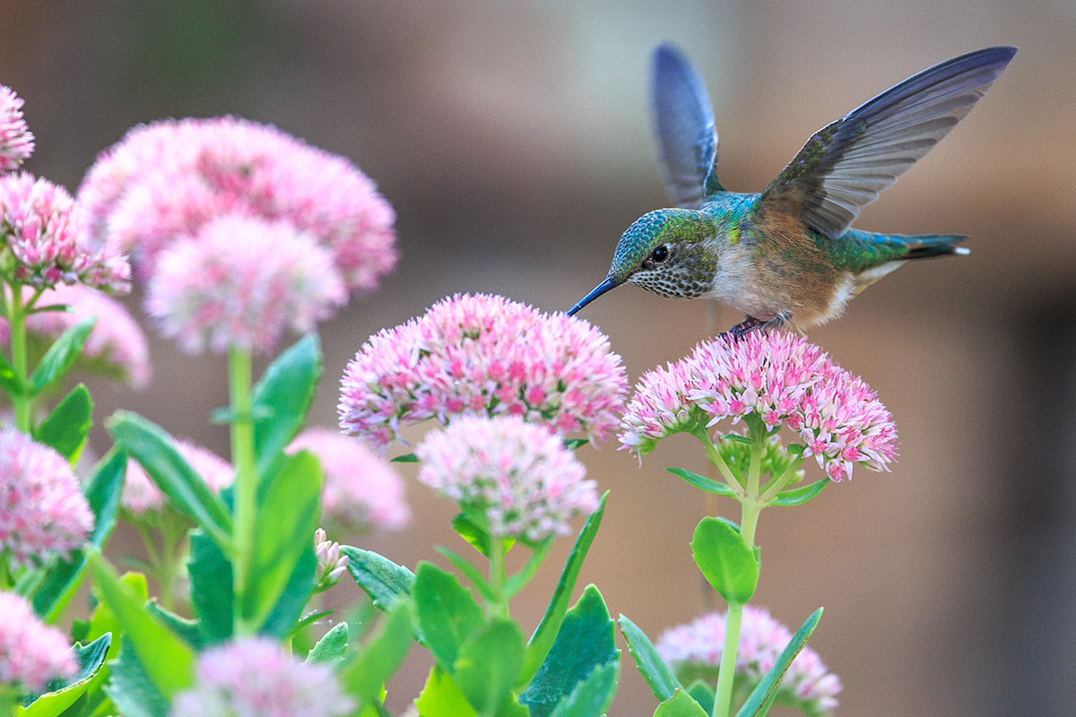 Cardinal Flower Hummingbird