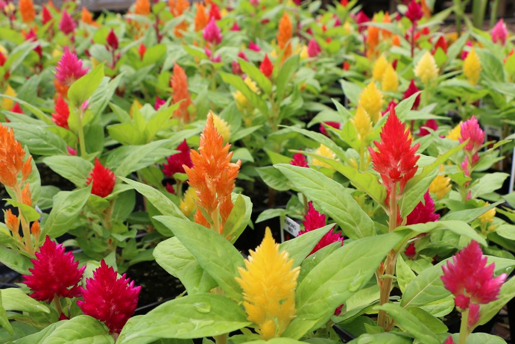 Celosia 101 - Bengert Greenhouses 