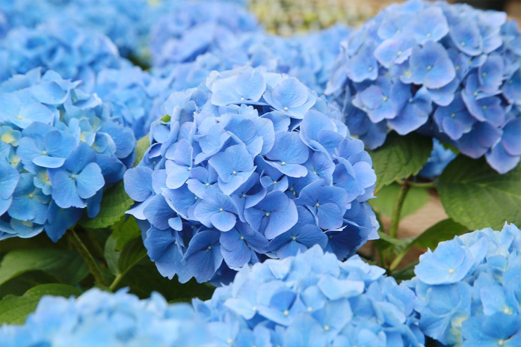 Bengert Greenhouses, Buffalo greenhouse, hydrangeas, Buffalo gardeners, West Seneca greenhouse, West Seneca gardeners