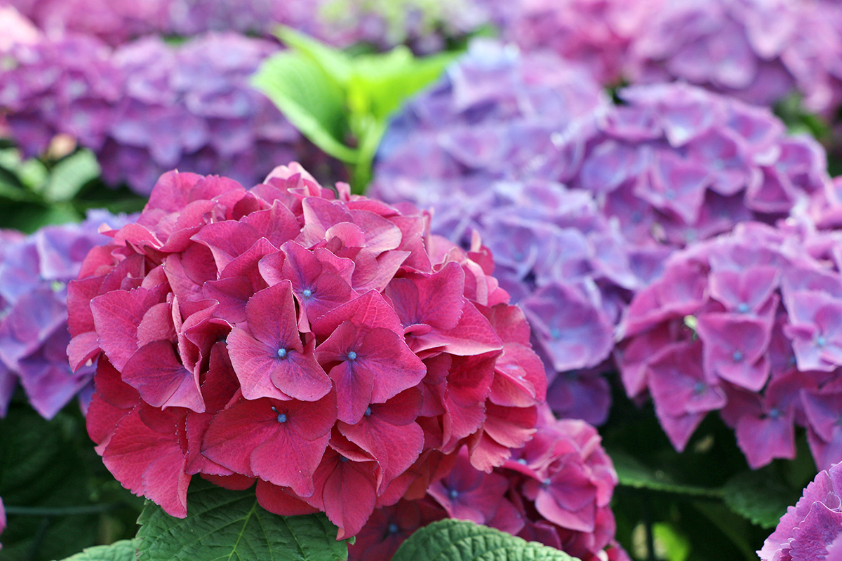 cheese grater stoned in the image of the pink hydrangea (rhodonite and  bloodstone)