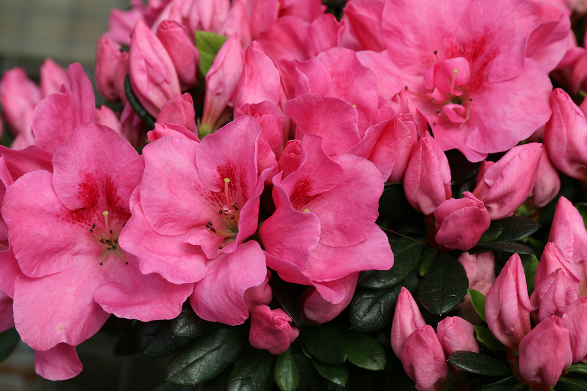 azaleas, growing azaleas, plant care, gardening, gardening tips, Bengert Greenhouses, Buffalo gardening, Buffalo gardeners, Buffalo greenhouses