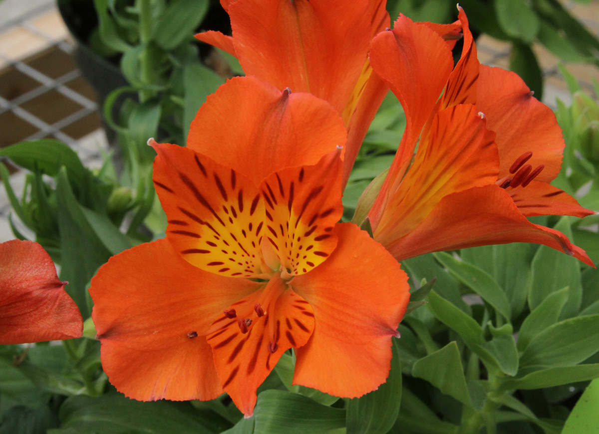 Buffalo greenhouses, West Seneca greenhouses, Bengert greenhouses, potted plants, Alstroemeria, potted Alstroemeria