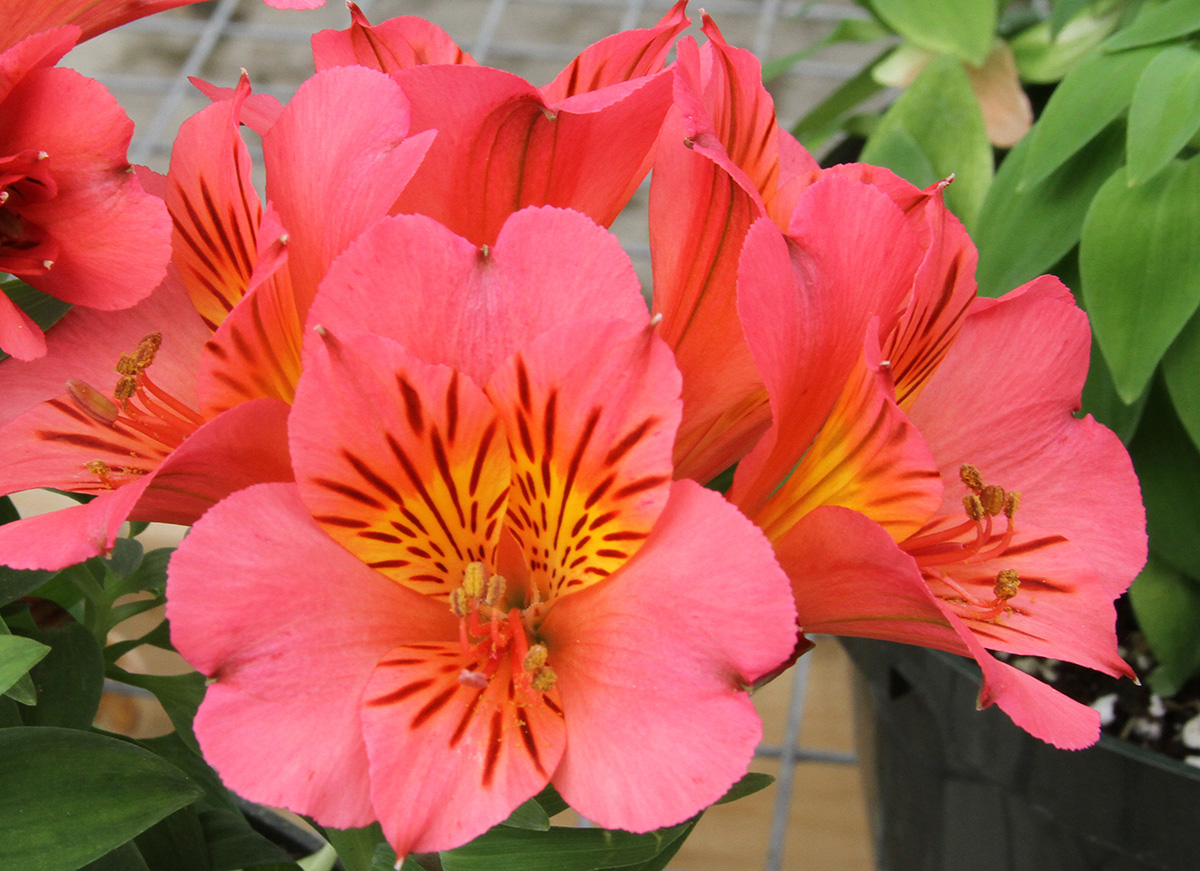 Buffalo greenhouses, West Seneca greenhouses, Bengert greenhouses, potted plants, Alstroemeria, potted Alstroemeria