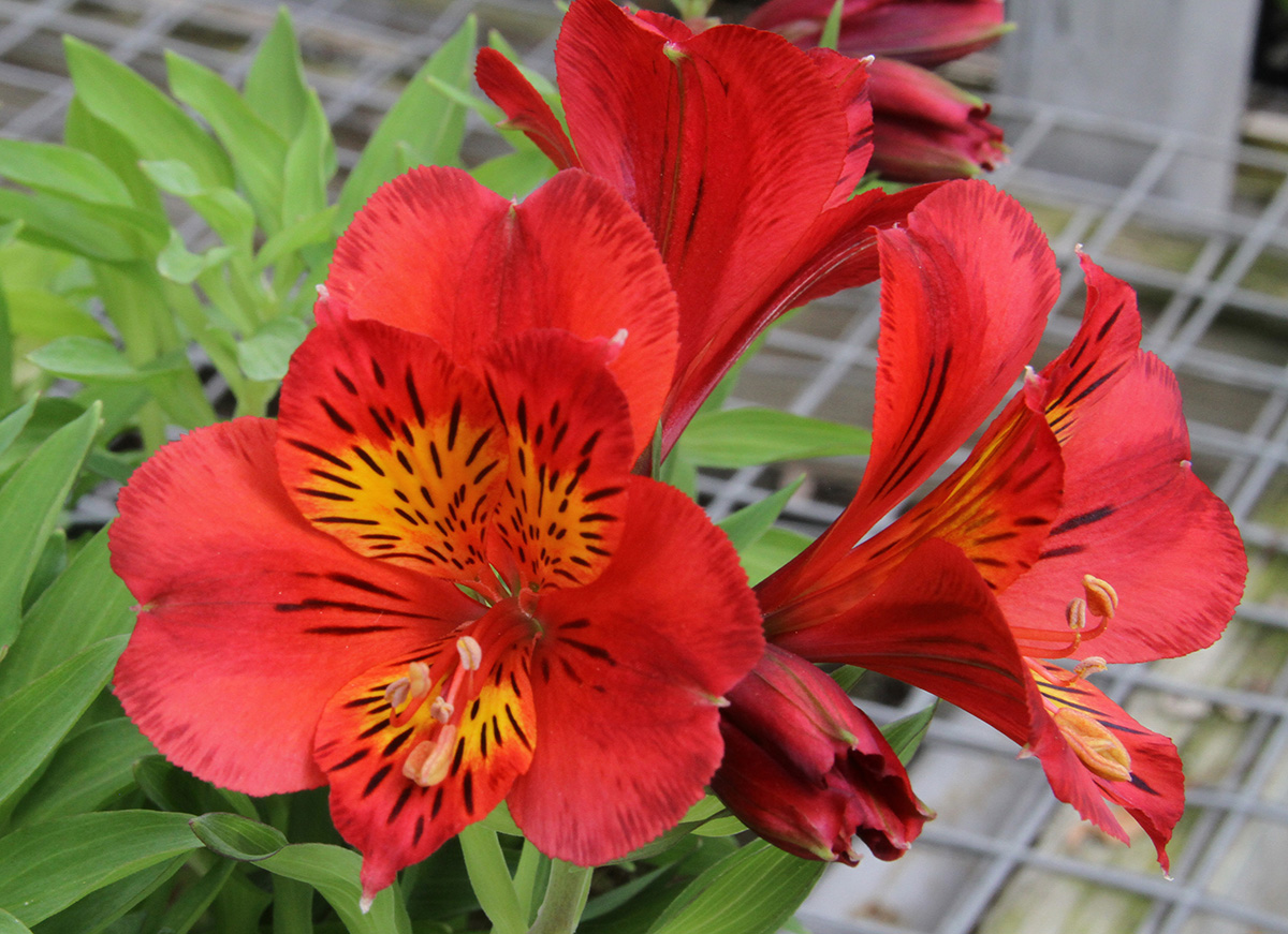 Buffalo greenhouses, West Seneca greenhouses, Bengert greenhouses, potted plants, Alstroemeria, potted Alstroemeria