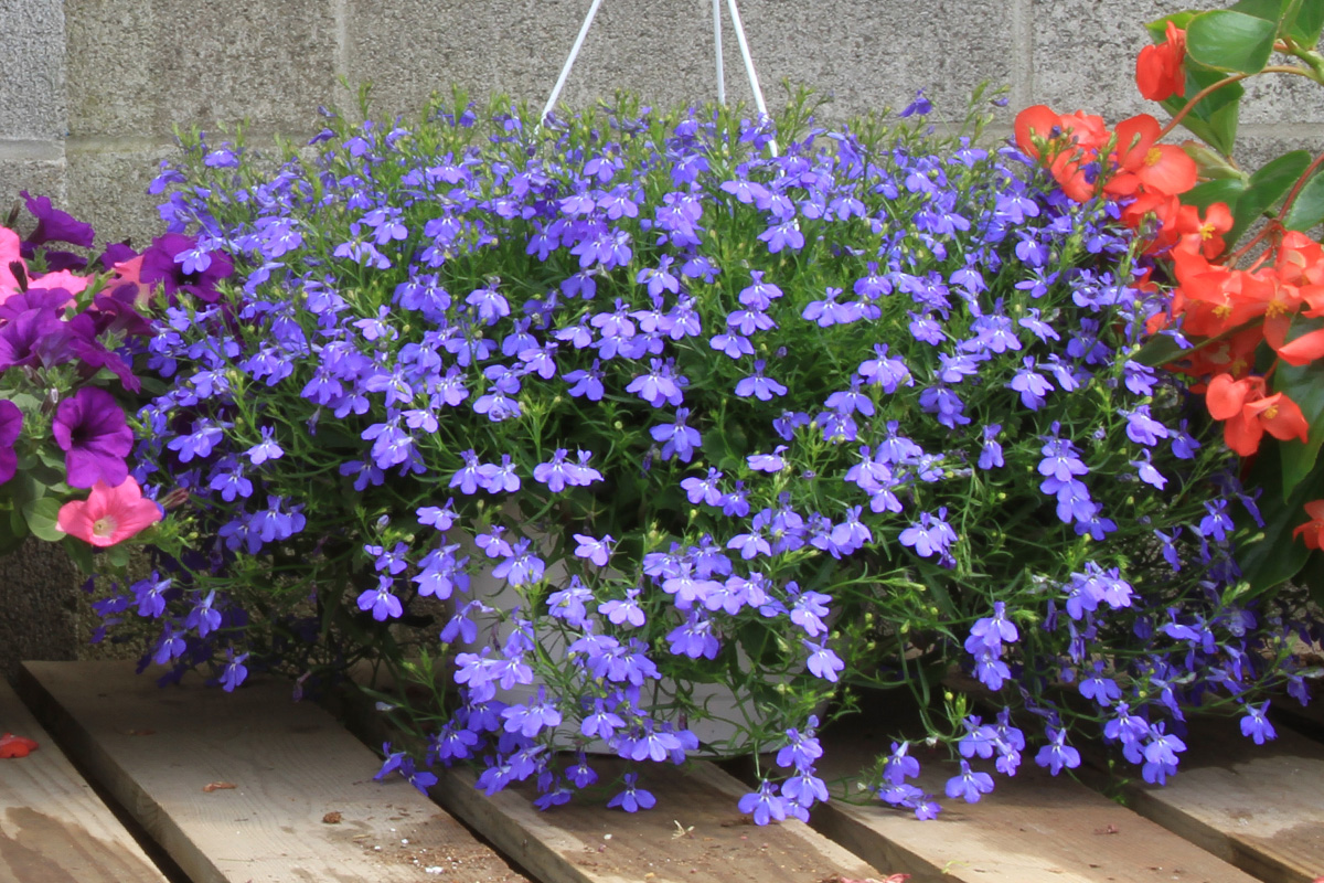 Bengert Greenhouses, Lobelia, Lobelia Hanging Baskets, Buffalo greenhouses, Bengert Greenhouses hanging baskets, growing lobelia