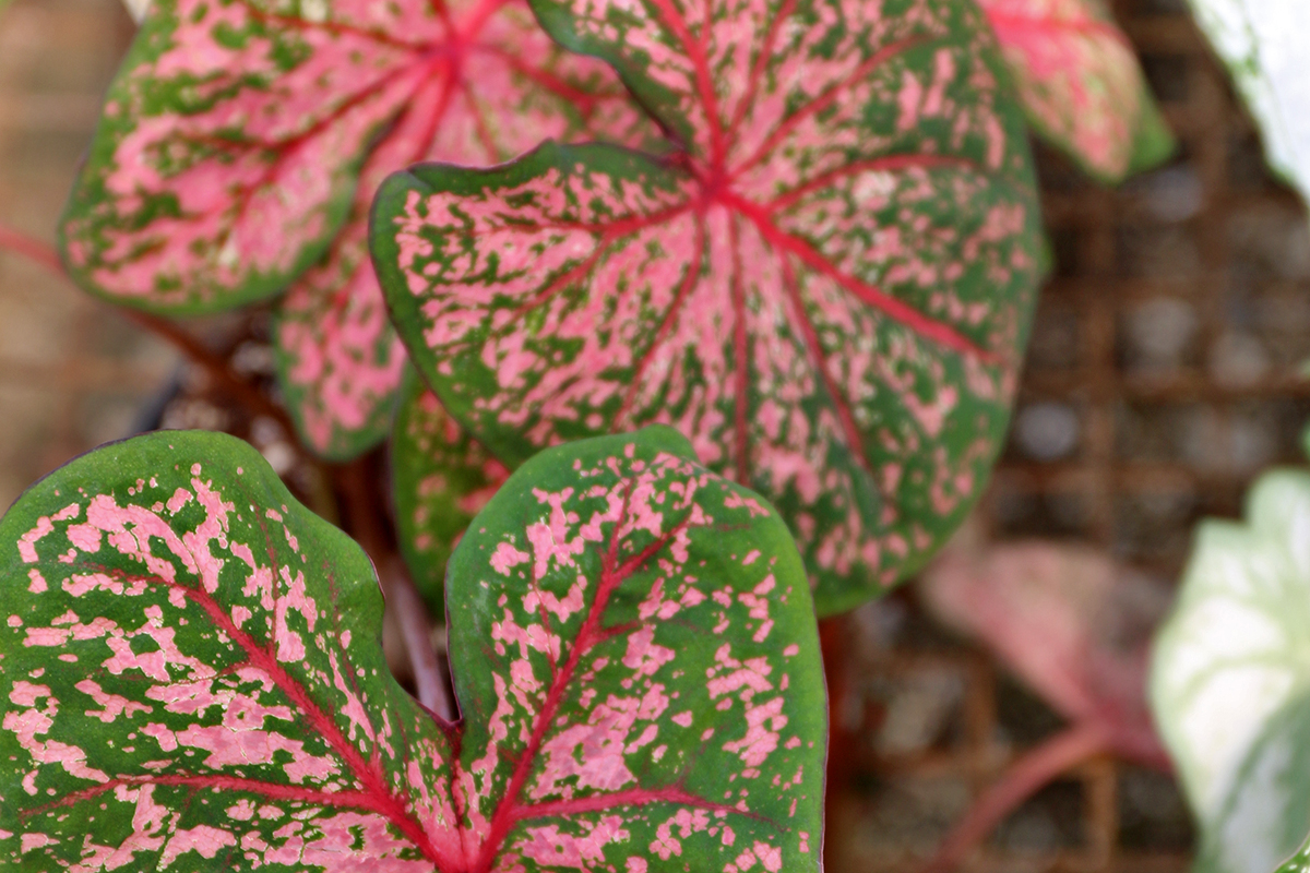 Bengert Greenhouses, Caladiums, potted caladiums, potted plants, gardening, Buffalo gardeners, growing Caladiums