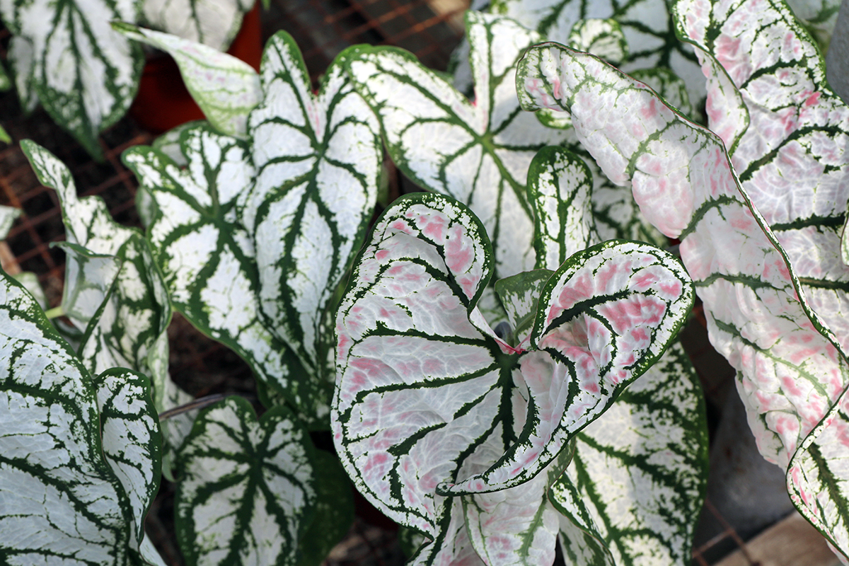 Bengert Greenhouses, Caladiums, potted caladiums, potted plants, gardening, Buffalo gardeners, growing Caladiums