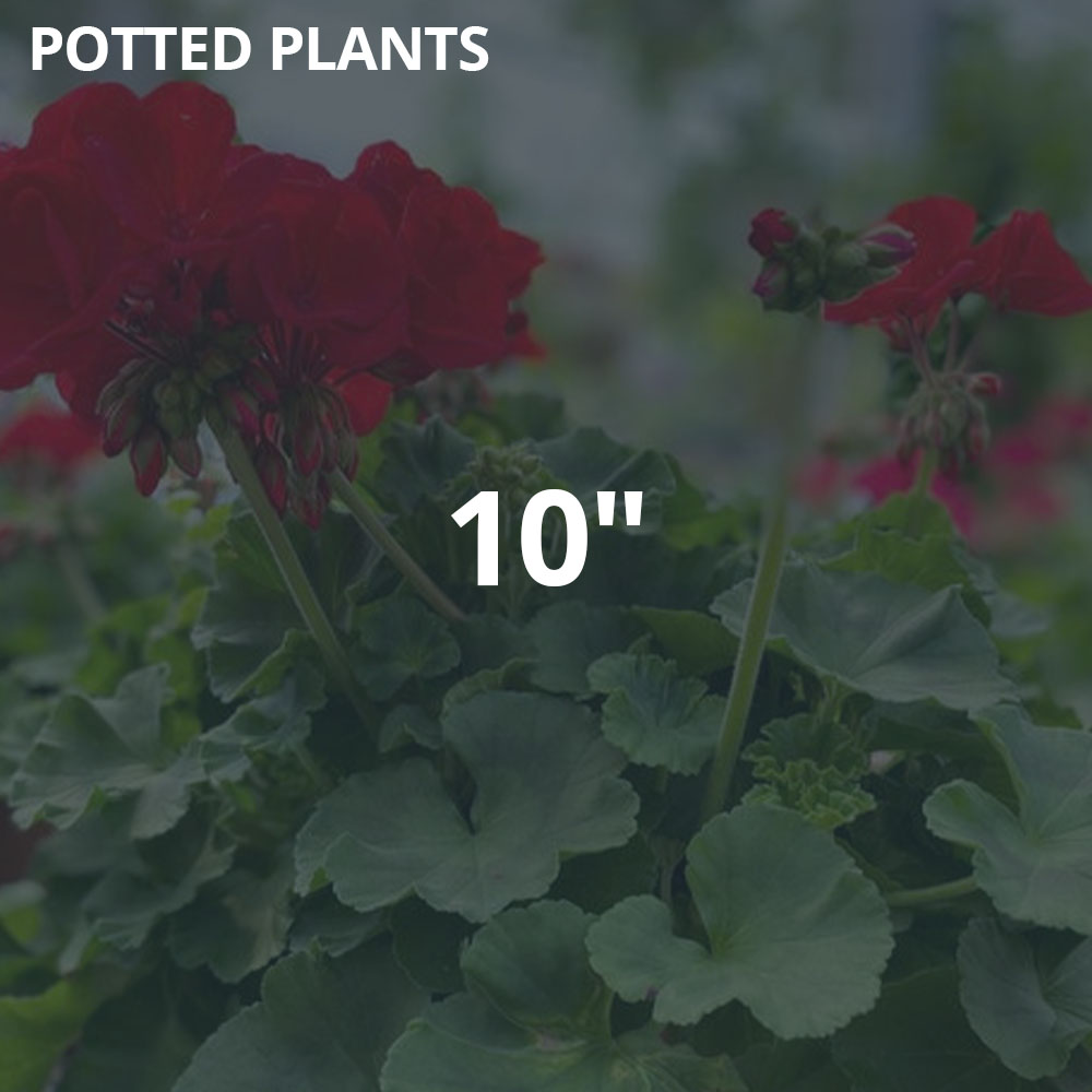 10" Potted Plants