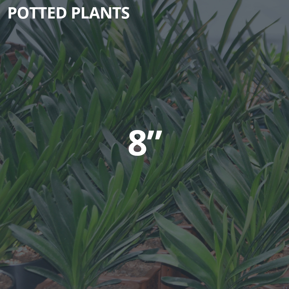 8" Potted Plants