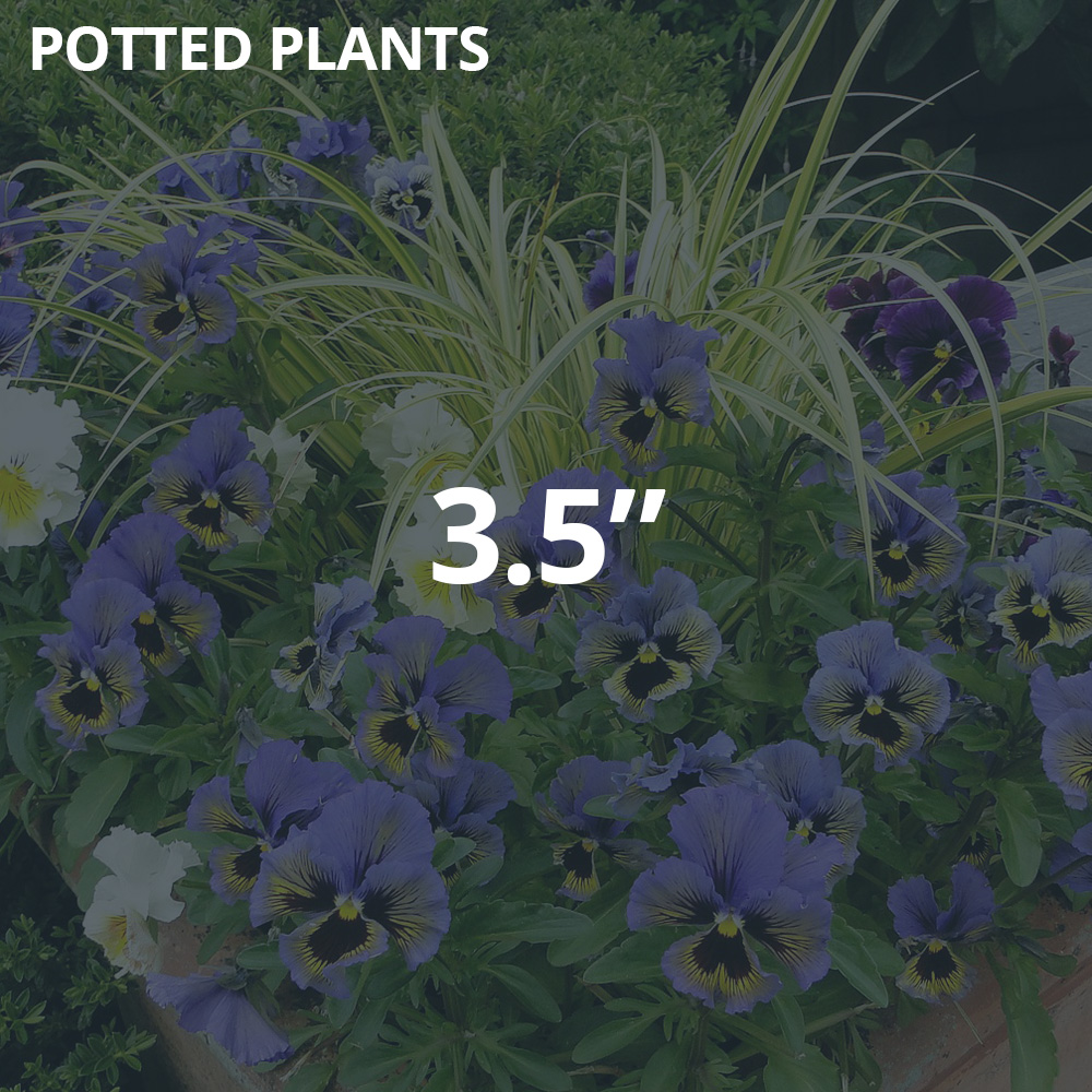 3.5" Potted Plants