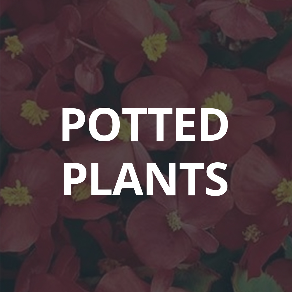 Potted Plants & Flats